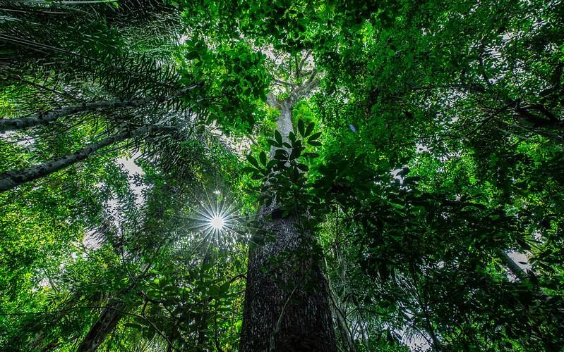 Floresta Amazônica - Foto por: Mayke Toscano/Secom-MT